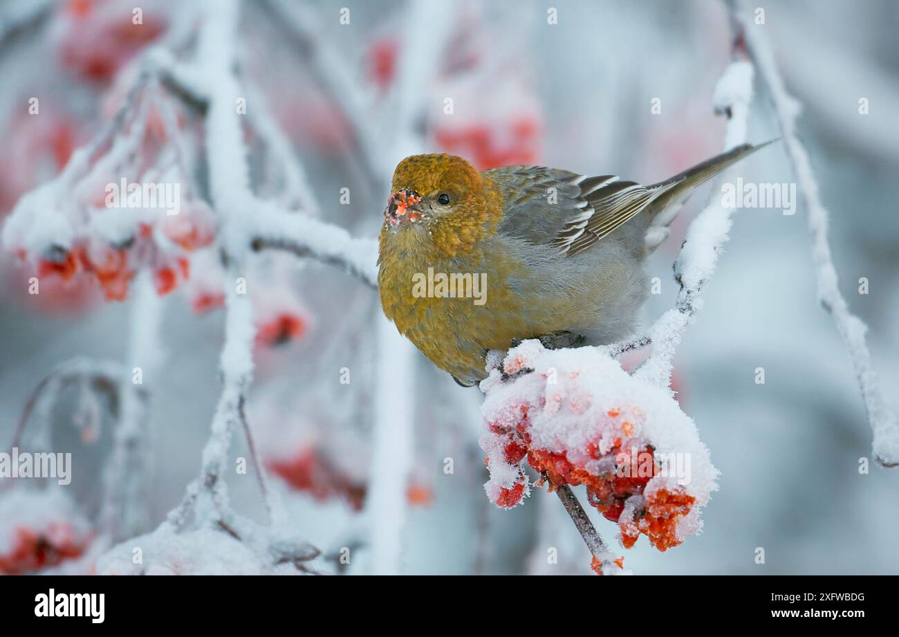 Pino grosbeak (Pinicola enucleator) giovane maschio, sull'albero di rowan con frutti di bosco innevati, Liminka, Finlandia, gennaio Foto Stock