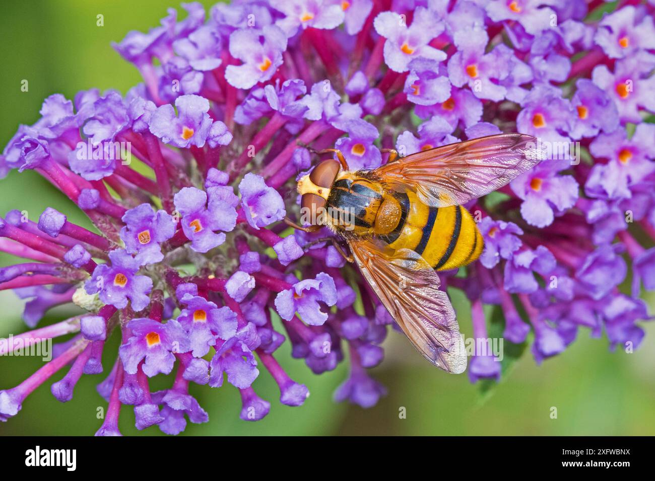 WASP-mimic hoverfly (Volucella inanis) che si nutre di buddleia Lewisham, Londra, Inghilterra, Regno Unito, agosto. Foto Stock