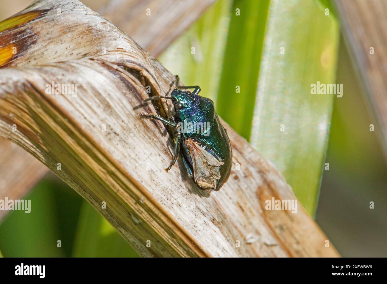 Blue shieldbug (Zicrona caerulea) con ala-case danneggiata Sutcliffe Park Nature Reserve, Eltham, Londra, Inghilterra, Regno Unito, settembre. Foto Stock