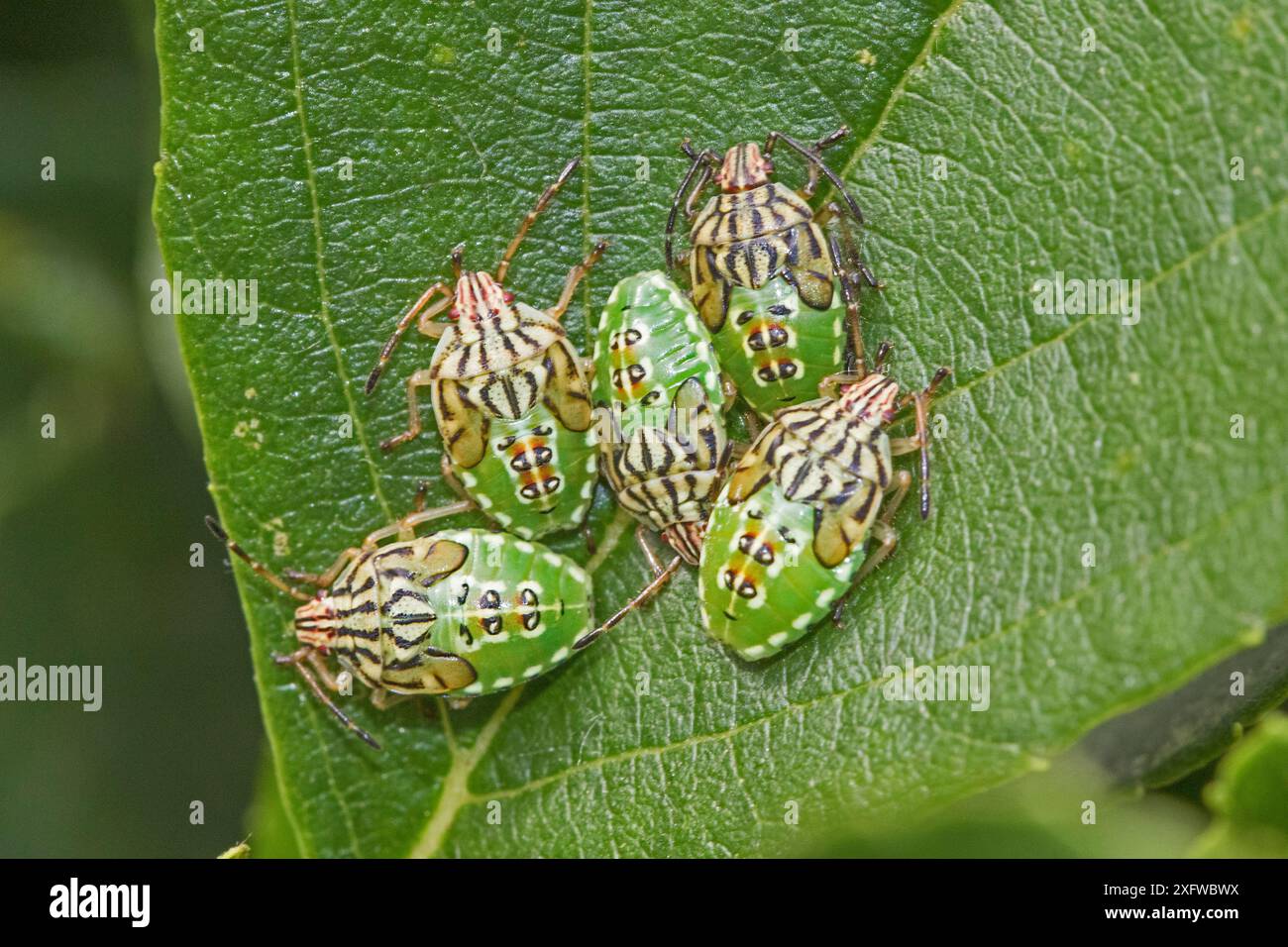 Parent Shield Bugs (Elasmucha grisea) ninfe, Sutcliffe Park Nature Reserve, Eltham, Londra, Inghilterra, Regno Unito. Agosto 2017 Foto Stock
