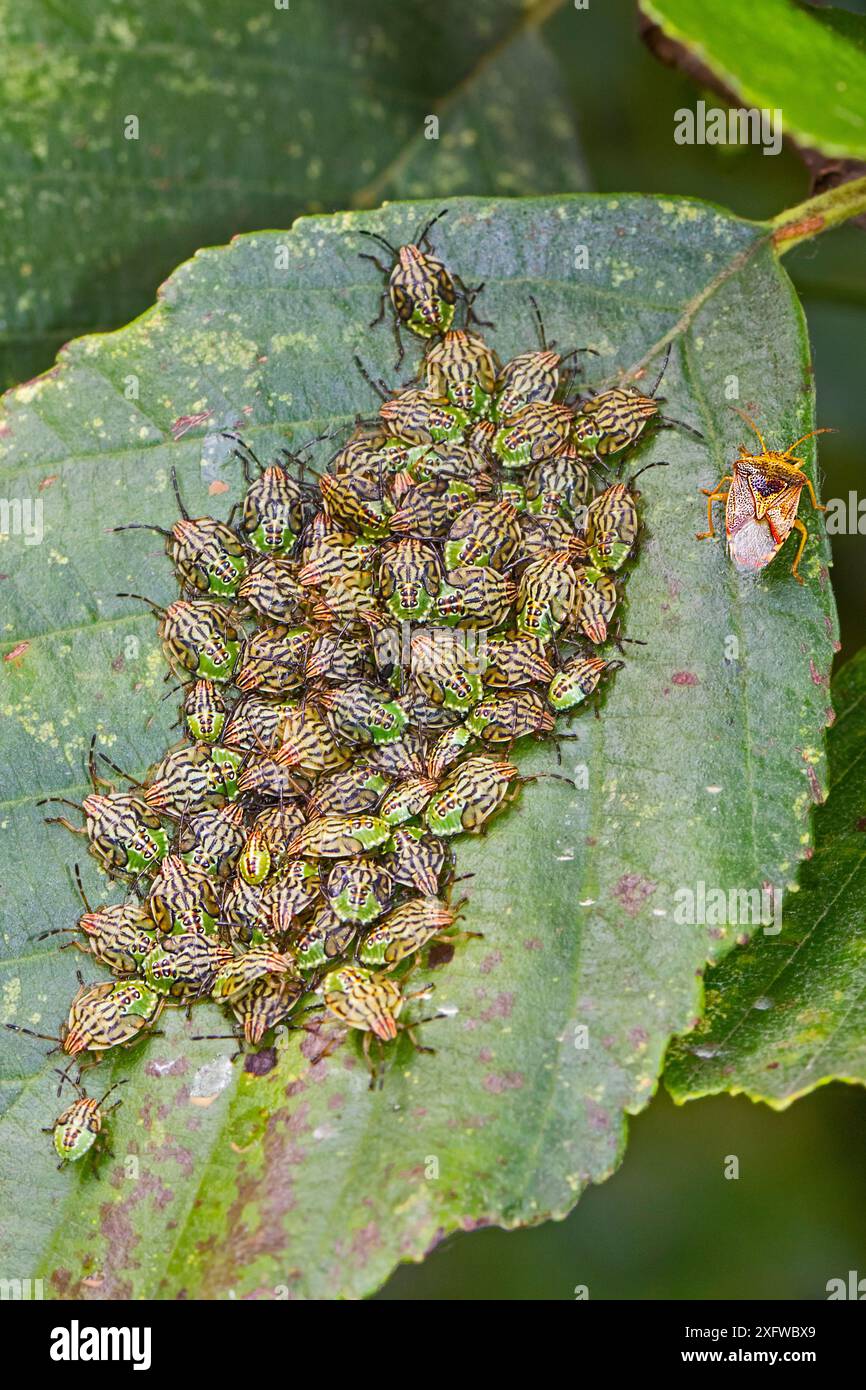 Parent shieldbug (Elasmucha grisea) femmina adulta con ninfe, Sutcliffe Park Nature Reserve, Eltham, Londra, Inghilterra, Regno Unito. Luglio. Foto Stock