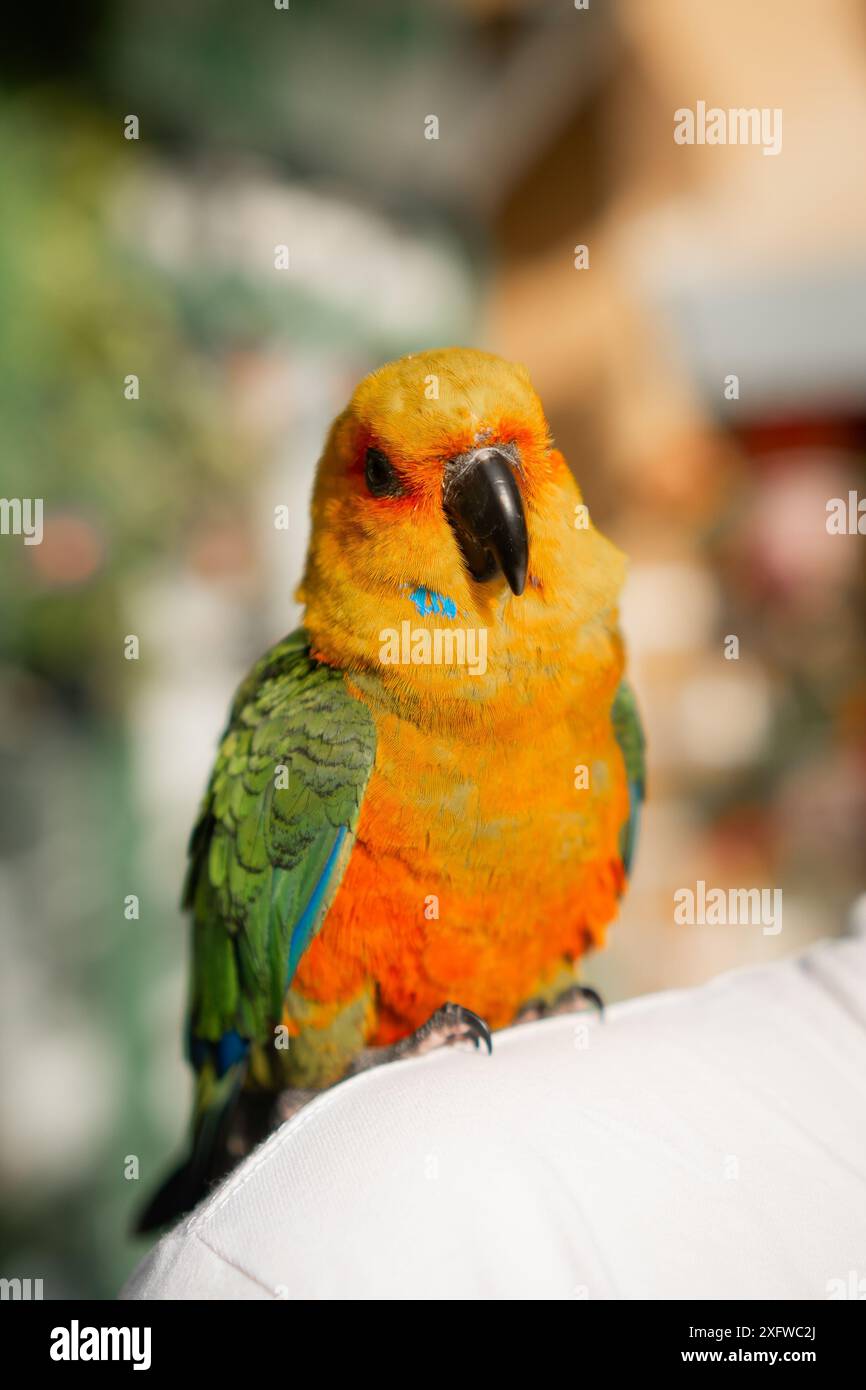 Il colorato parakeet di Jandaya, un affascinante pappagallo per animali domestici. Foto Stock