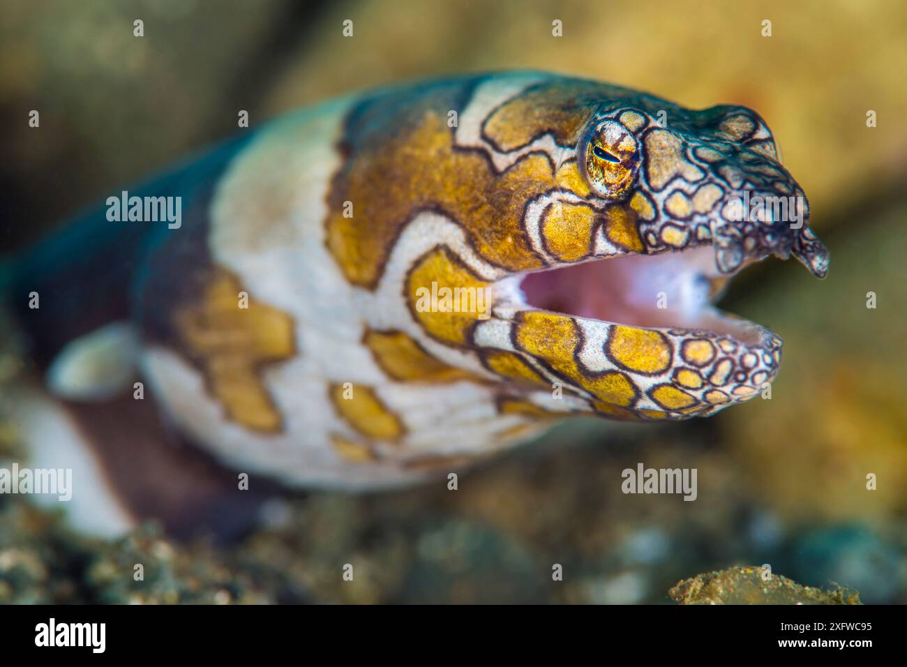 Ritratto di un'anguilla di serpente Clown (Ophichthus bonaparti) che emerge dal fondale marino. Ambon Bay, Ambon, Arcipelago di Maluku, Indonesia. Banda Sea, Oceano Pacifico occidentale tropicale. Foto Stock