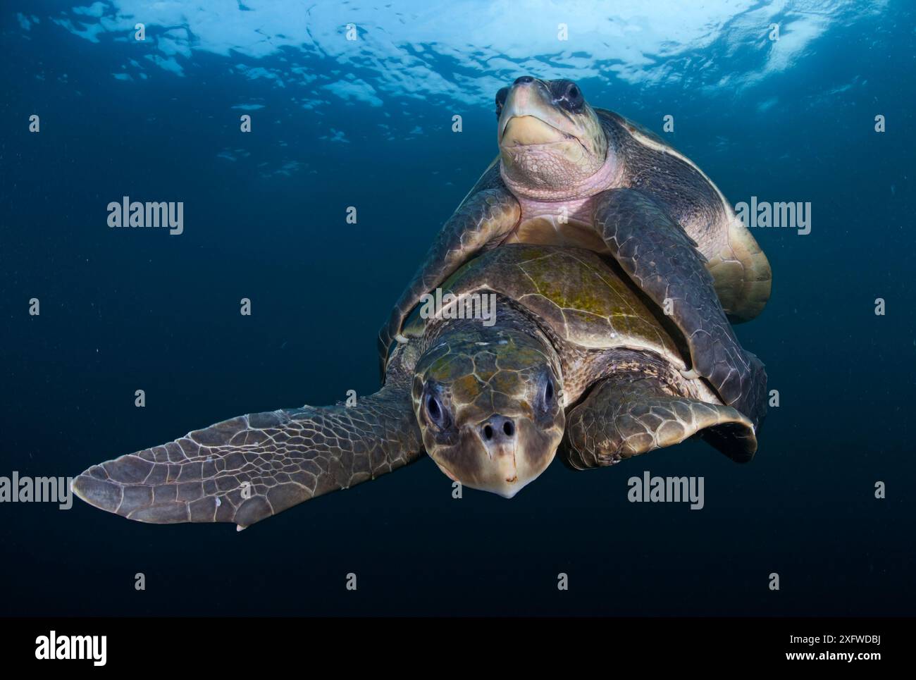 Olive Ridley Turtle (Lepidochelys olivacea) Mating, Huatulco National Park, Oaxaca State, Messico meridionale, IUCN vulnerabile, agosto Foto Stock