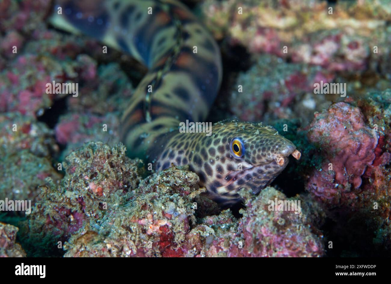 Anguilla di serpente sellata (Quassiremus nothochir), baia di San Agustin, parco nazionale di Huatulco, Messico meridionale, novembre Foto Stock