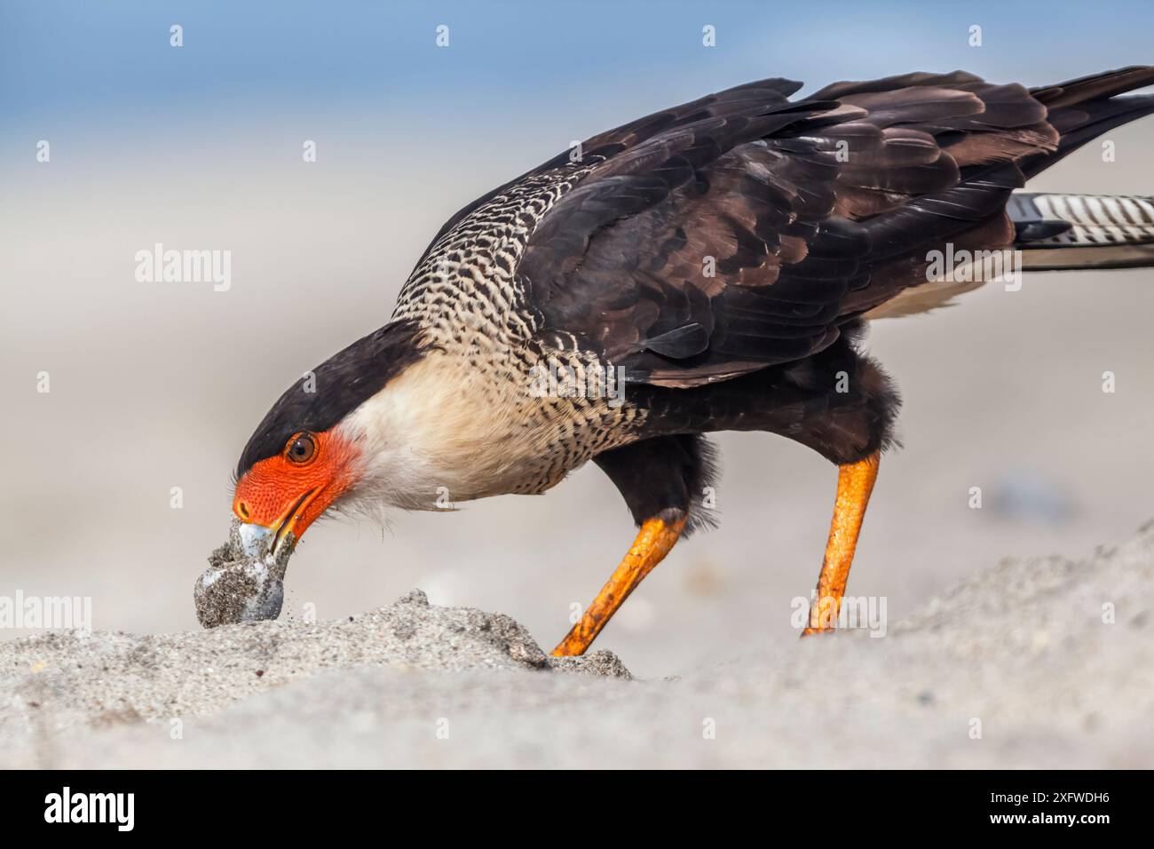 caracara crestata (caracara cheriway) adulto che mangia uovo di tartaruga di mare Olive Ridley (Lepidochelys olivacea), Arribada (evento di nidificazione di massa), Playa Morro Ayuta, stato di Oaxaca, Messico meridionale. Foto Stock