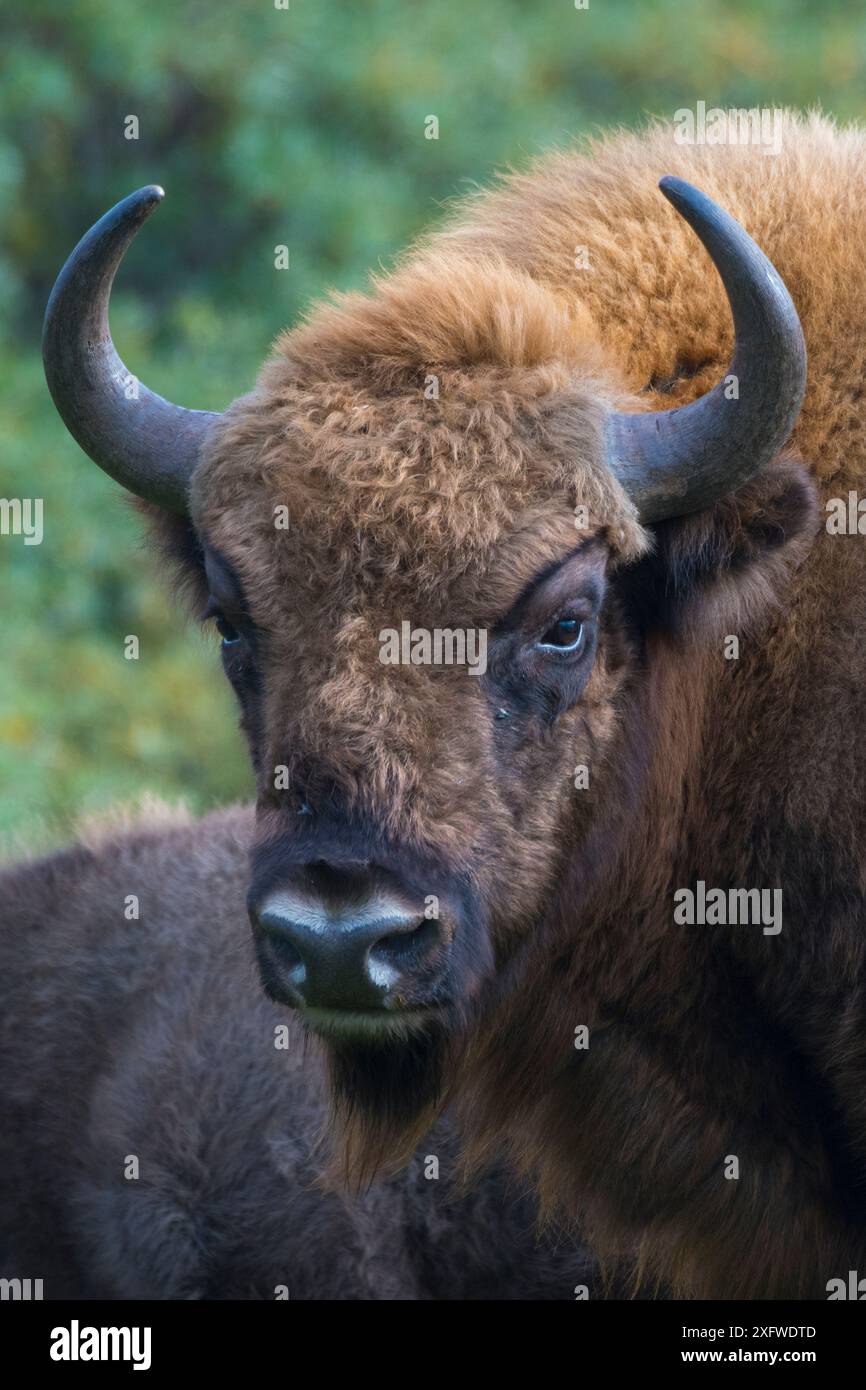 Bisonte europeo (Bison bonasus) Parco nazionale Zuid-Kennemerland; Paesi Bassi, specie reintrodotte. Foto Stock