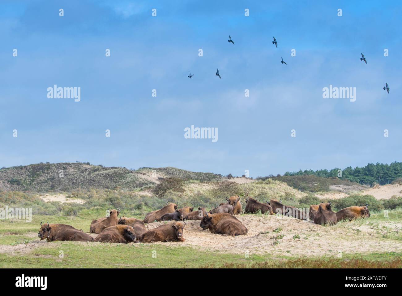 Bisonte europeo (Bison bonasus) con gregge di colomba di roccia (Columba livia) Parco nazionale Zuid-Kennemerland, Paesi Bassi, specie reintrodotte. Foto Stock