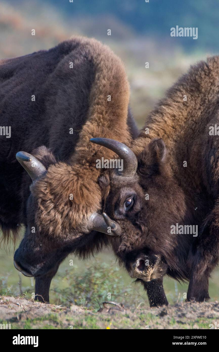 Bisonte europeo; wisent; Bison bonasus; Parco nazionale Zuid-Kennemerland; Paesi Bassi; specie reintrodotte; sparring; lotta Foto Stock