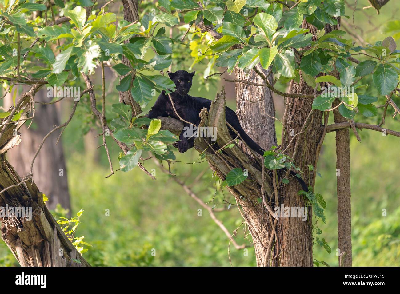 Leopardo melanistico / pantera nera (Panthera pardus) maschio in albero, Parco Nazionale di Nagarahole, riserva della biosfera di Nilgiri, Karnataka, India. Foto Stock