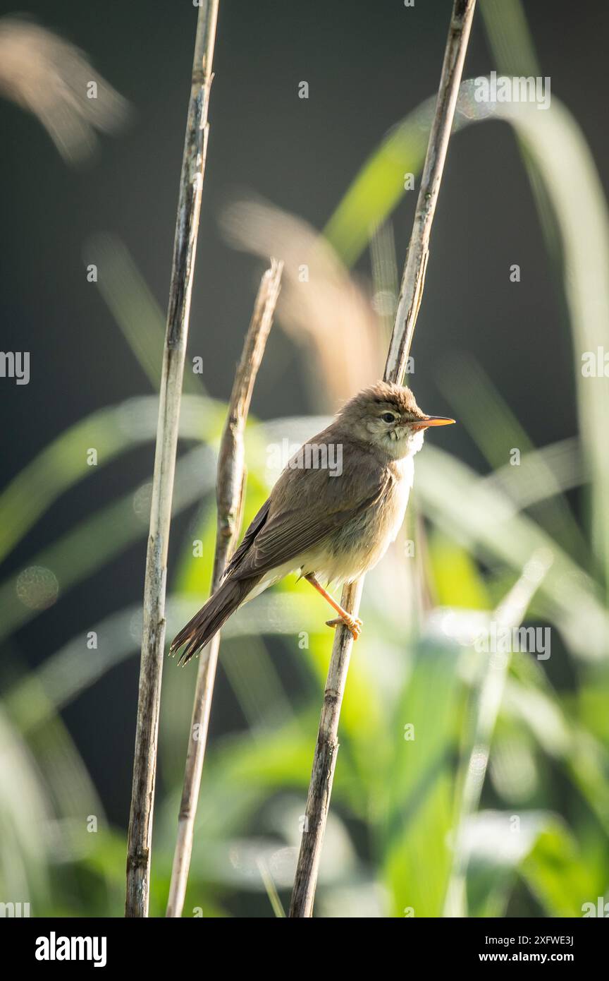 Rottweil, Germania. 5 luglio 2024. Una parula paludosa si aggrappa a una canna in un lago vicino a Rottweil. Crediti: Silas Stein/dpa/Alamy Live News Foto Stock