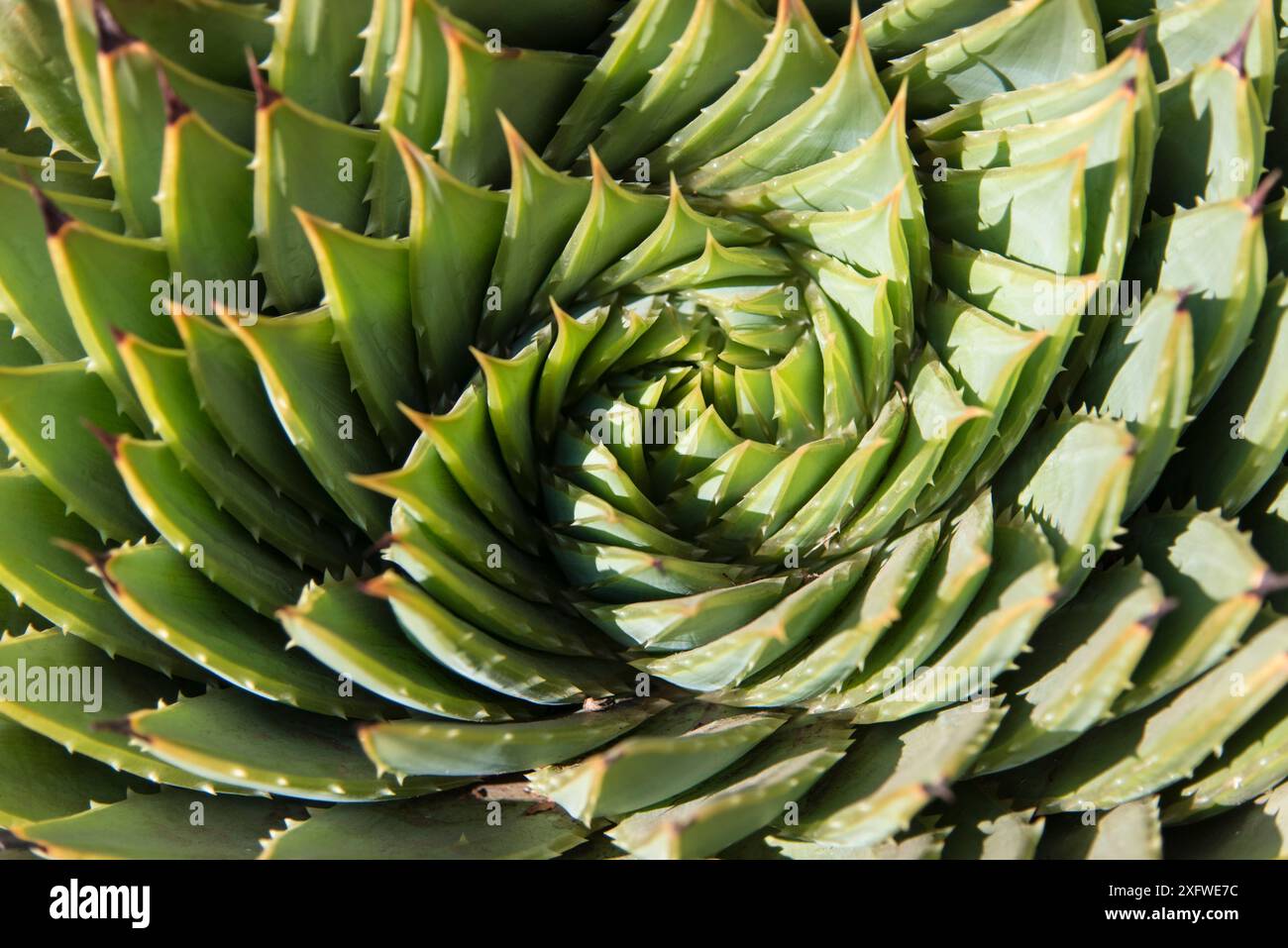 Aloe a spirale (Aloe polyphilla), Lesotho. Agosto. Foto Stock