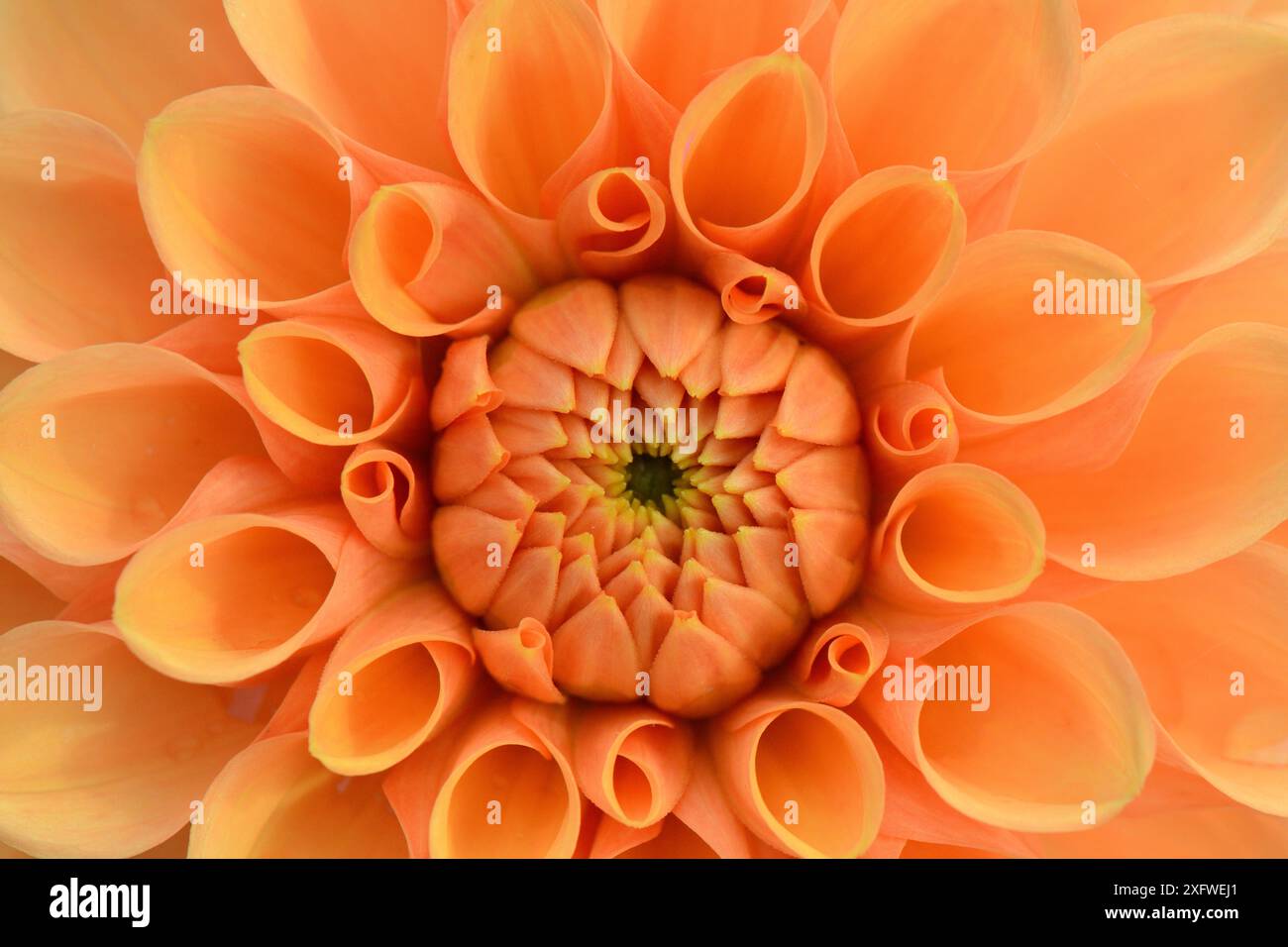 Dettaglio fiori Orange Dahlia, Wiltshire Garden, Regno Unito, settembre. Foto Stock