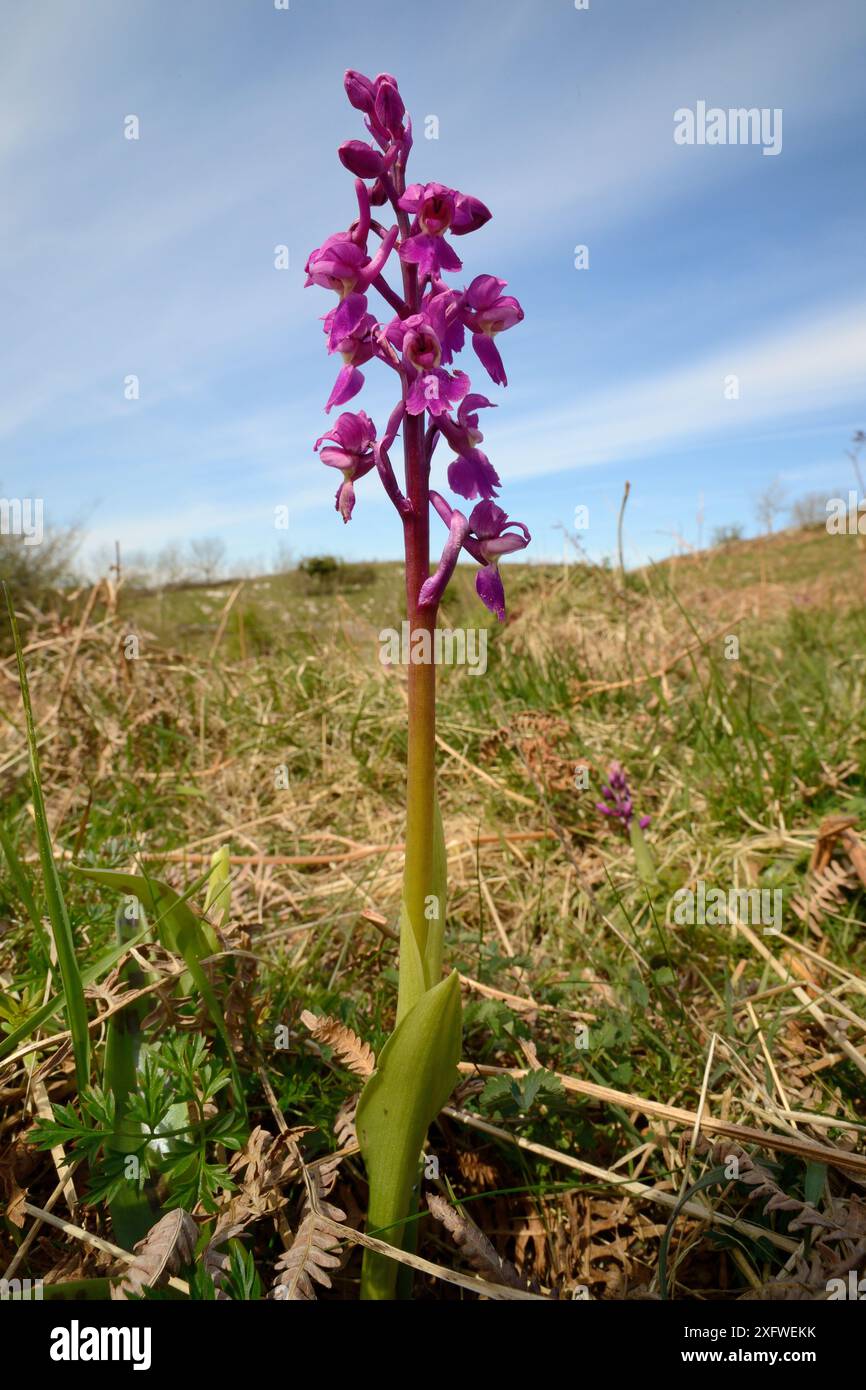 Orchidea viola (Orchis mascula) che fiorisce sulle praterie di gesso, Mendip Hills, Somerset, Regno Unito, aprile. Foto Stock