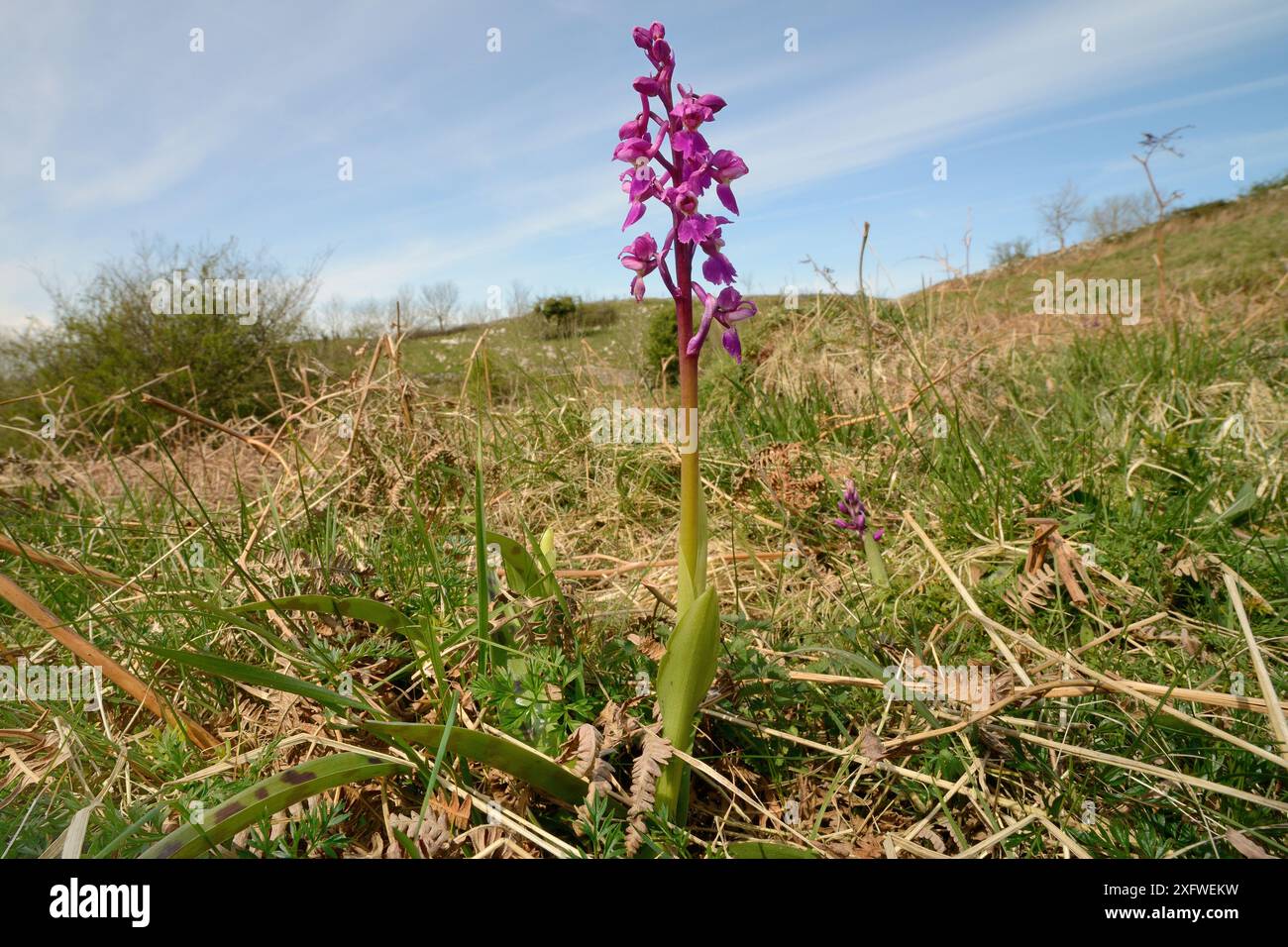 Orchidea viola (Orchis mascula) che fiorisce sulle praterie di gesso, Mendip Hills, Somerset, Regno Unito, aprile. Foto Stock
