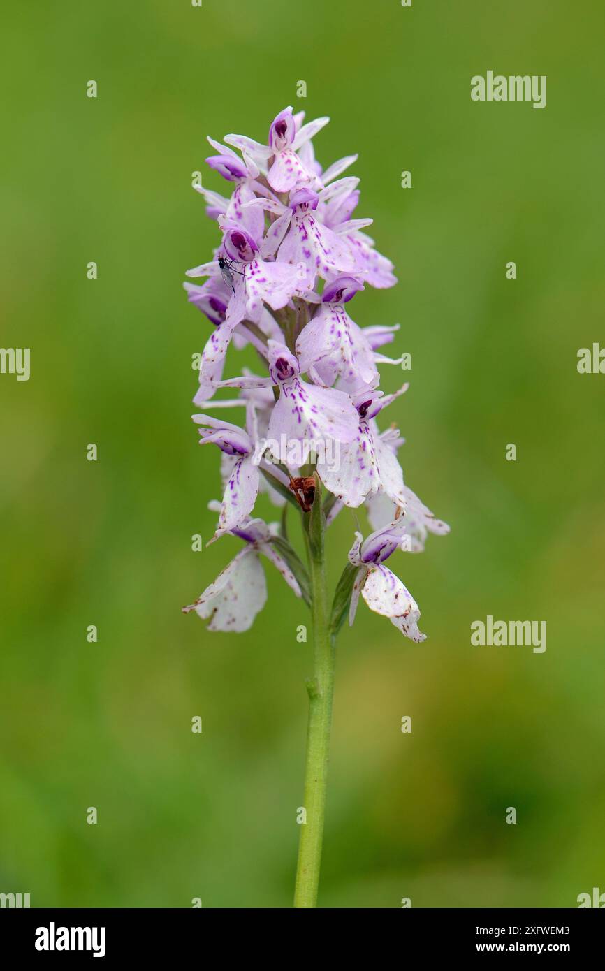 L'orchidea maculata di Heath (Dactylorhiza maculata) fiorisce sulle praterie collinari, Carmarthenshire, Galles, Regno Unito, giugno. Foto Stock