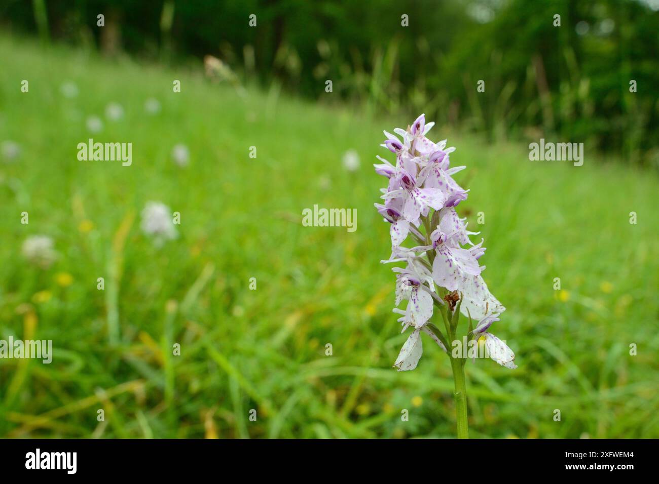 L'orchidea maculata di Heath (Dactylorhiza maculata) fiorisce sulle praterie collinari, Carmarthenshire, Galles, Regno Unito, giugno. Foto Stock