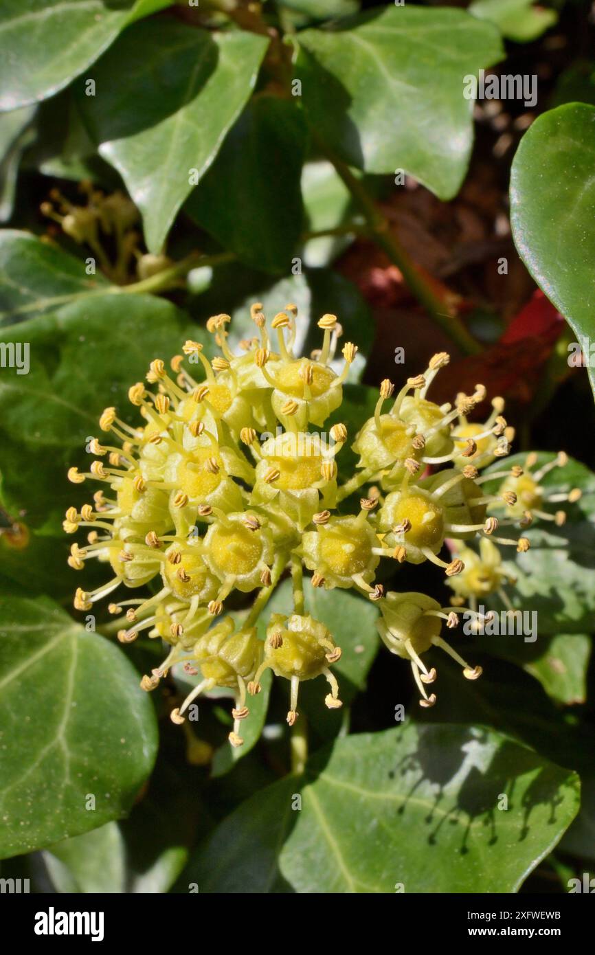 Edera (Hedera Helix) in fiore in una siepe di giardino, Wiltshire, Regno Unito, settembre. Foto Stock