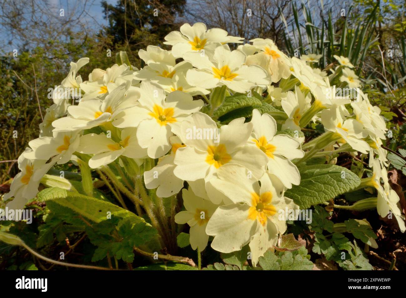 Primrose comuni (Primula vulgaris) che fioriscono in un giardino, Wiltshire, Regno Unito, aprile. Foto Stock