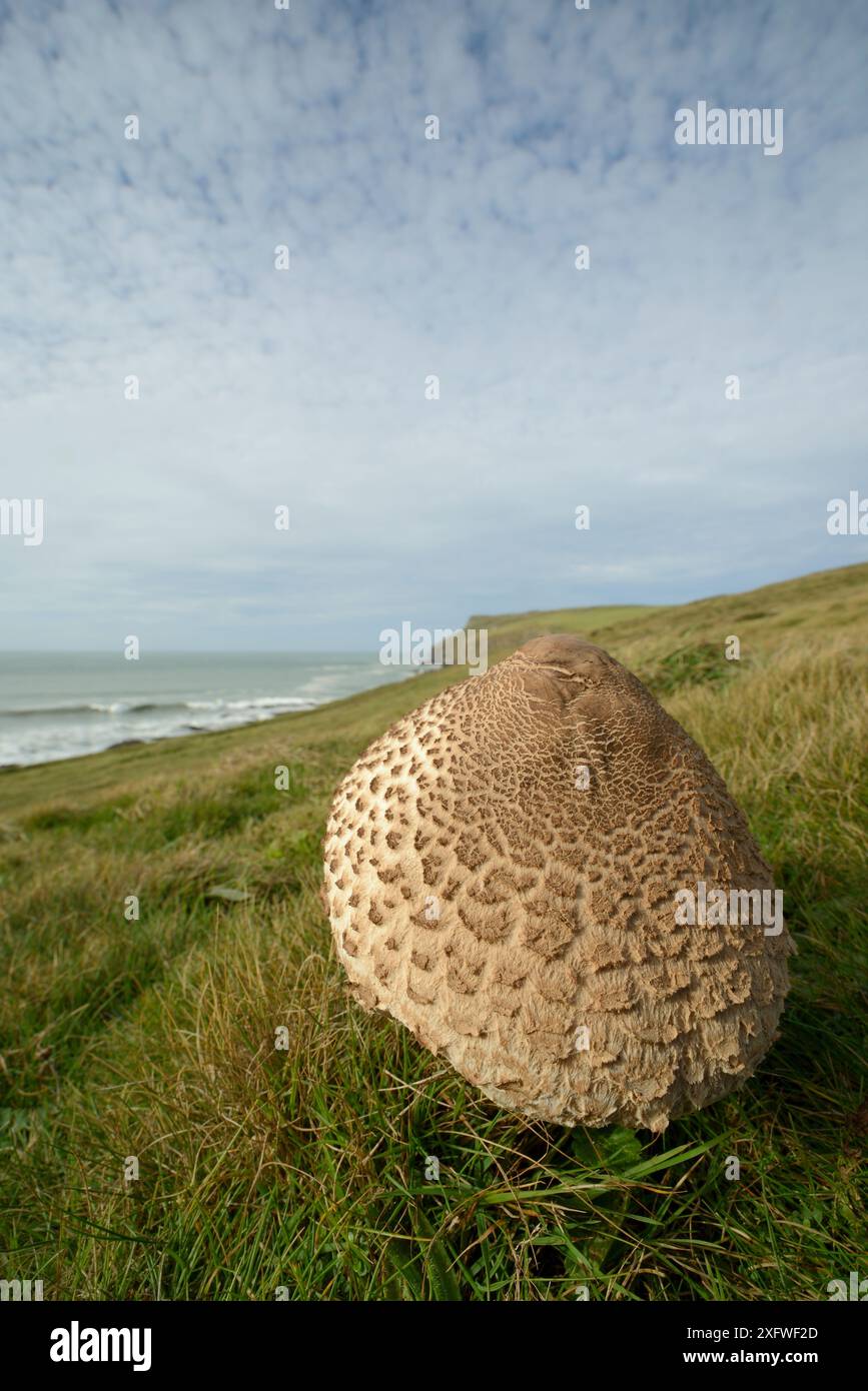 Funghi Parasol (Lepiota / Macrolepiota procera) che crescono su una prateria sulla scogliera, Pentire Head, Cornovaglia, Regno Unito, ottobre. Foto Stock