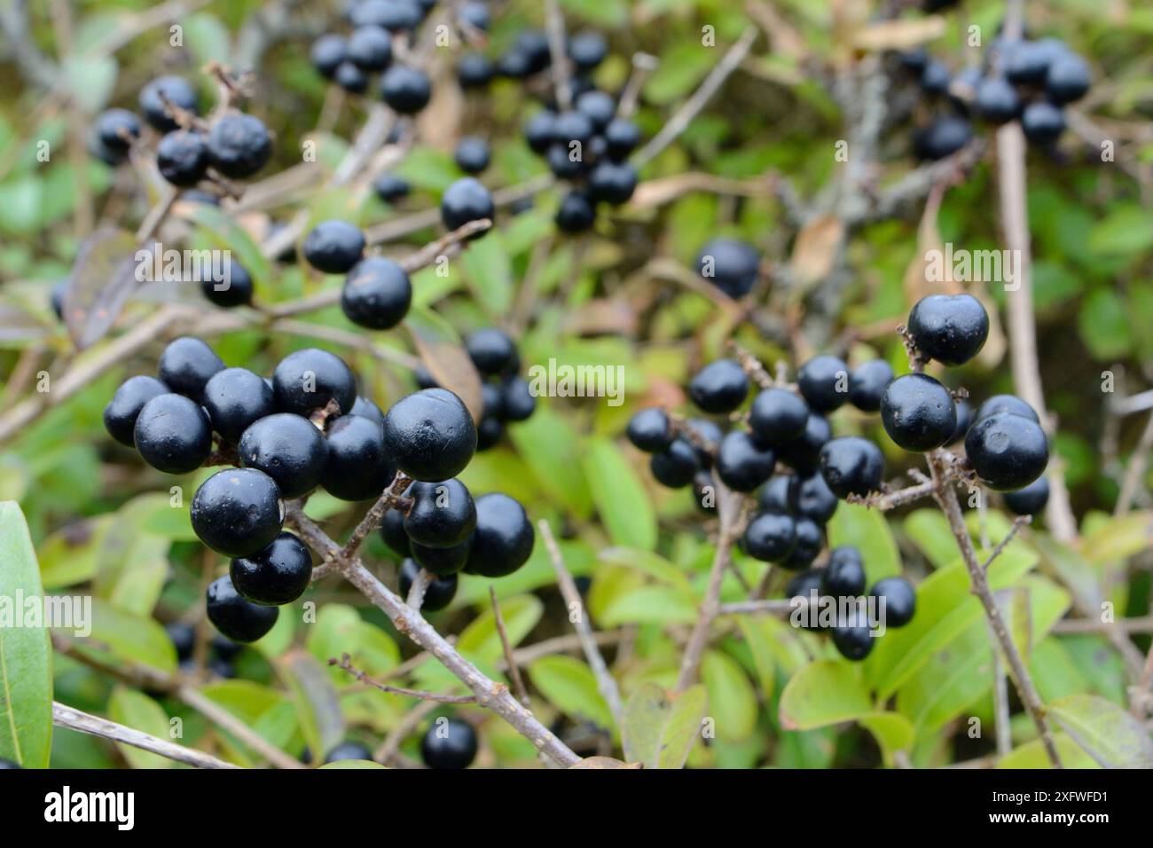 Cespuglio di privet selvatico (Ligustrum vulgare) nella macchia costiera con ammassi di frutti di bosco, Cornovaglia, Regno Unito, ottobre. Foto Stock