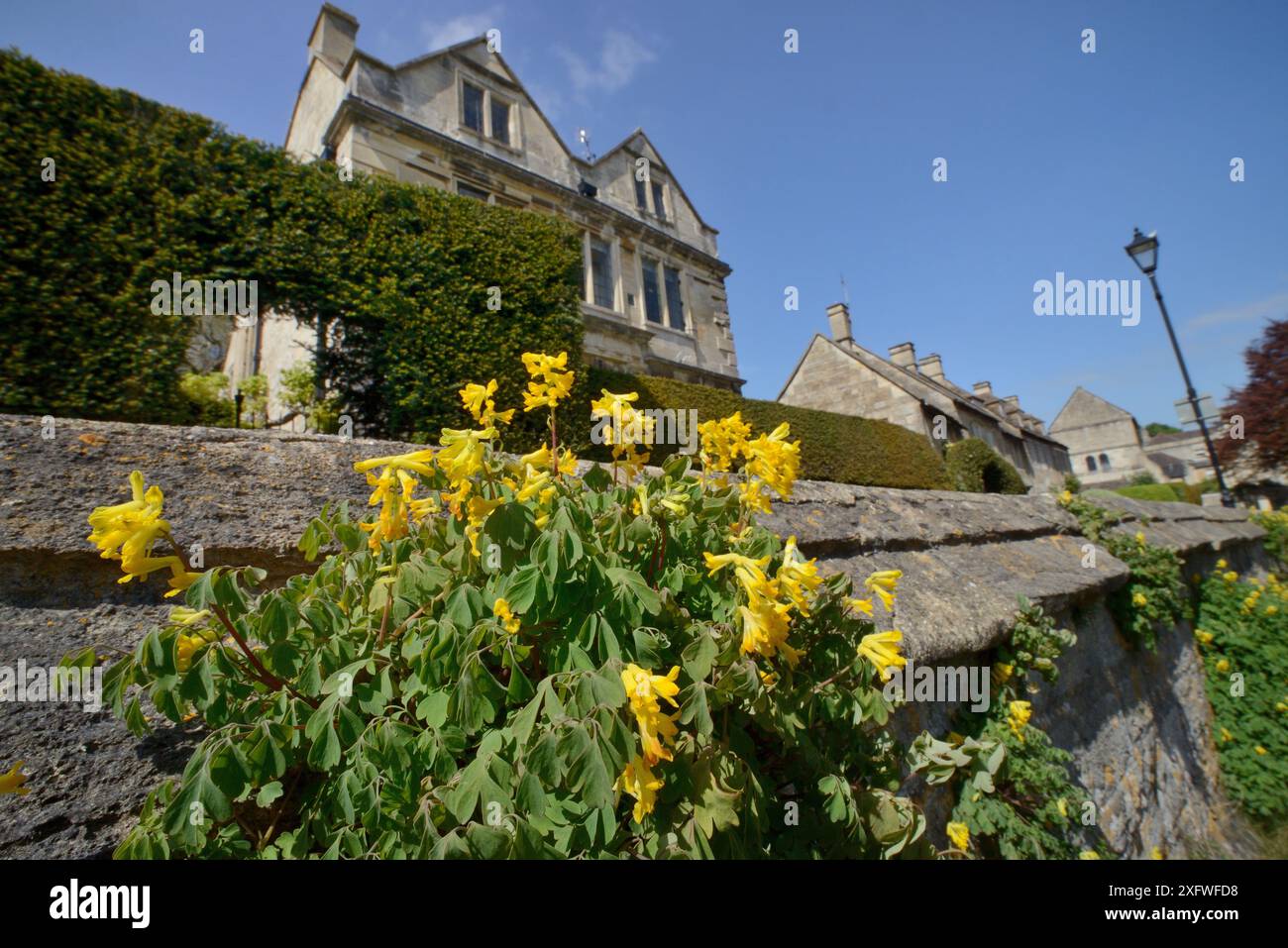 Corydalis giallo / fumitorio giallo (Pseudofumaria lutea / Corydalis lutea), una specie alpina naturalizzata nel Regno Unito, fioritura su un muro, Bradford-on-Avon, Wiltshire, UK, maggio. Foto Stock