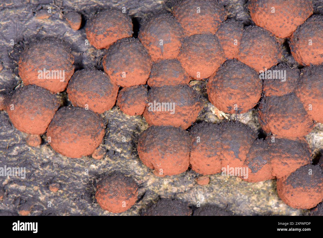 Red cushion Hypoxylon / Beech Woodwart (Hypoxylon fragiforme) cresce su un ceppo di faggio marcio (Fagus sylvatica) che produce spore nere, GWT Lower Woods Reserve, Gloucestershire, UK, ottobre. Foto Stock