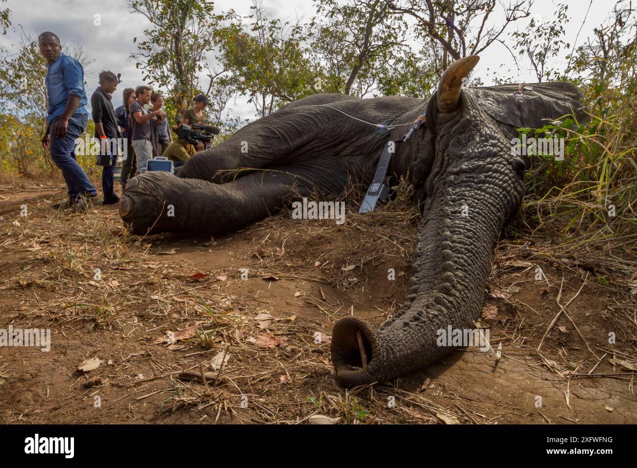 Gli scienziati monitorano i segni vitali dell'elefante africano sedato (Loxodonta africana) mentre prendono capelli e campioni fecali e lo indossano con un collare GPS. Parco nazionale di Gorongosa, Mozambico Foto Stock