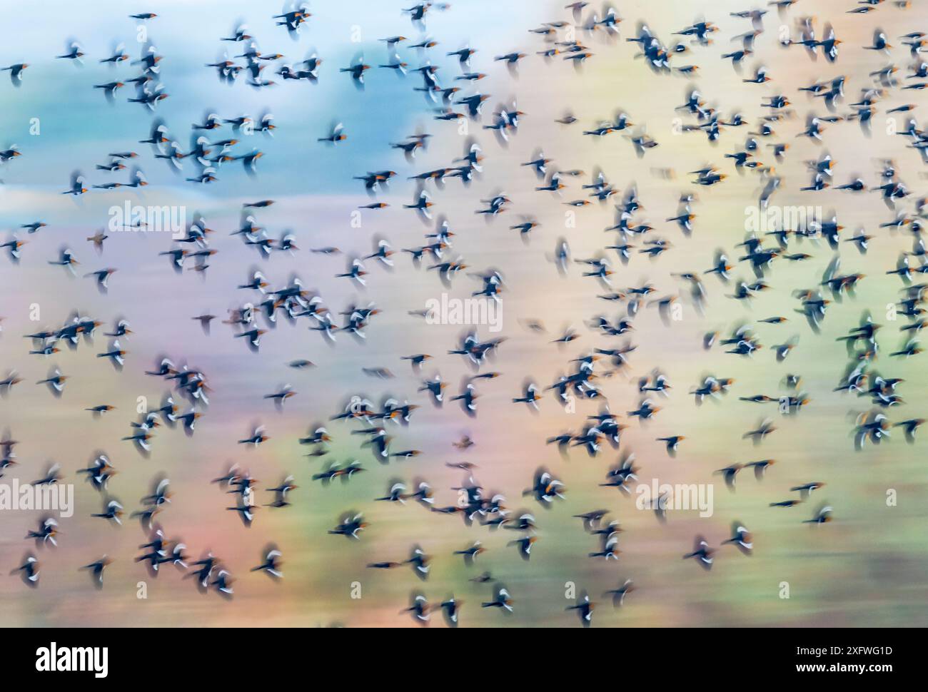 Murazione di un uccello nero dalla testa gialla (Xanthocephalus xanthocephalus) che vola al tramonto, deserto di Sonora, vicino a Tucson, Arizona, USA. Foto Stock