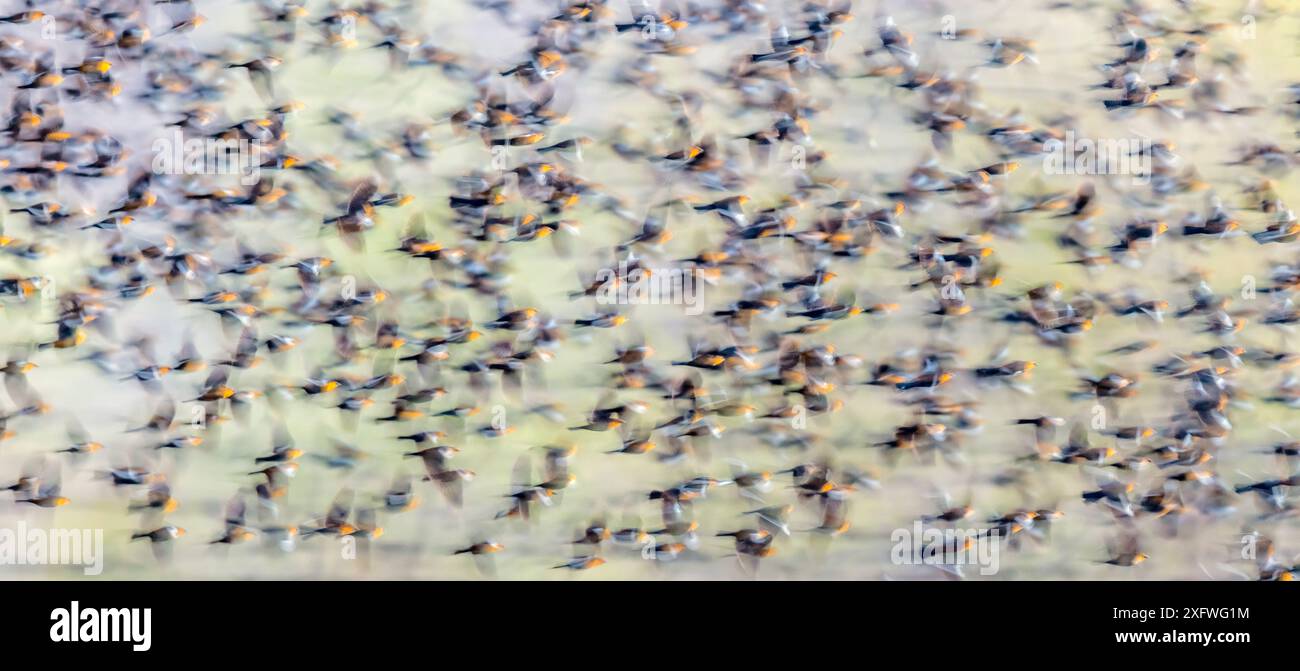 Murazione di un uccello nero dalla testa gialla (Xanthocephalus xanthocephalus) che vola al tramonto, deserto di Sonora, vicino a Tucson, Arizona, USA. Foto Stock