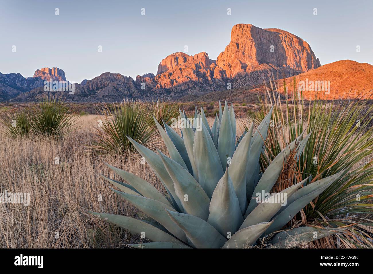 Agave (Agave havardiana) e Sotol (Dasylirion texanum) crescono nel deserto del Chihuahuan, nelle montagne Chisos, nel Big Bend National Park, Texas, USA, marzo. Foto Stock