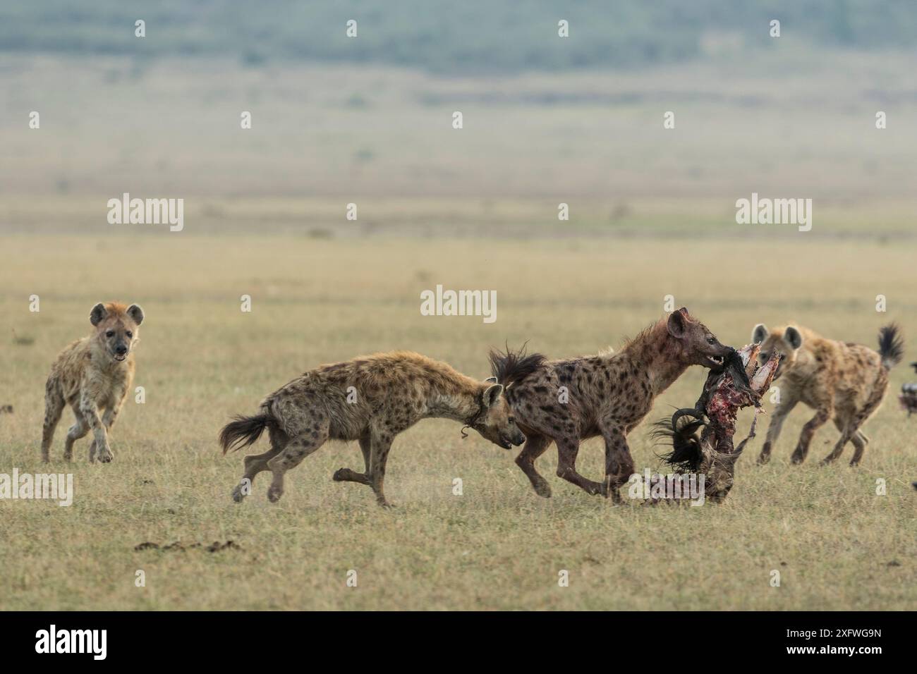 Iena maculata (Crocuta crocuta), preda che trasportano donne, riserva di caccia Masai-Mara, Kenya Foto Stock