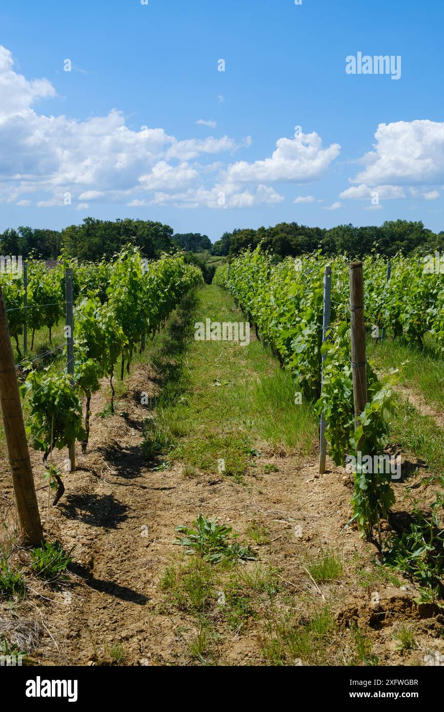 Filari di vigneti presso lo Chateau Lafitte Yvrac Bordeaux Gironde Francia Foto Stock