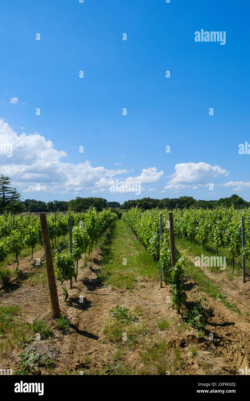 Filari di vigneti presso lo Chateau Lafitte Yvrac Bordeaux Gironde Francia Foto Stock