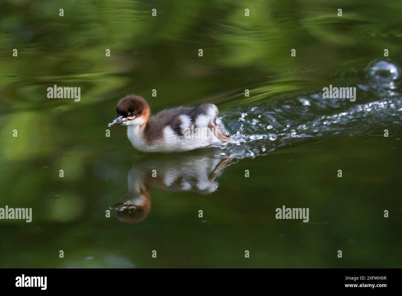 Goosander (Mergus Merganser) pulcino che scorre sulla superficie dell'acqua, alta Baviera, Germania, maggio. Foto Stock