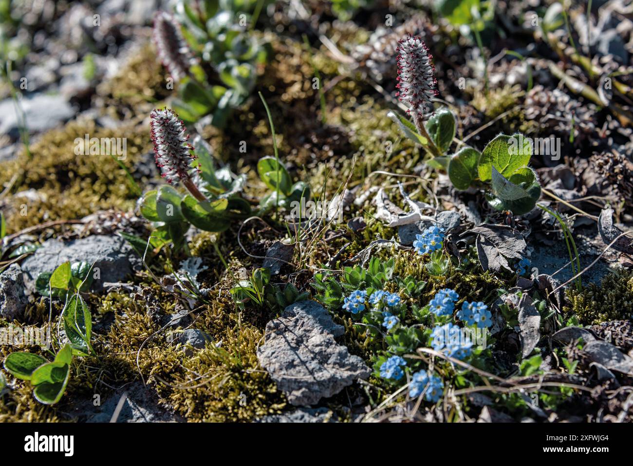 Alpine Forget-me-Not (Myosotis asiatica) e salice polare a bassa crescita (Salix polaris) Isola di Vaygach, Artico, Russia, luglio Foto Stock