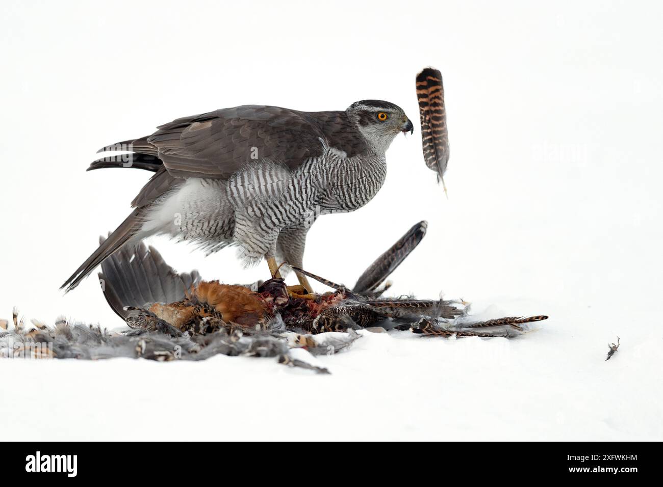 Astore (Accipiter gentilis) alimentazione su nero gallo cedrone (Tetrao tetrix) femmina in inverno, Finlandia. Marzo Foto Stock