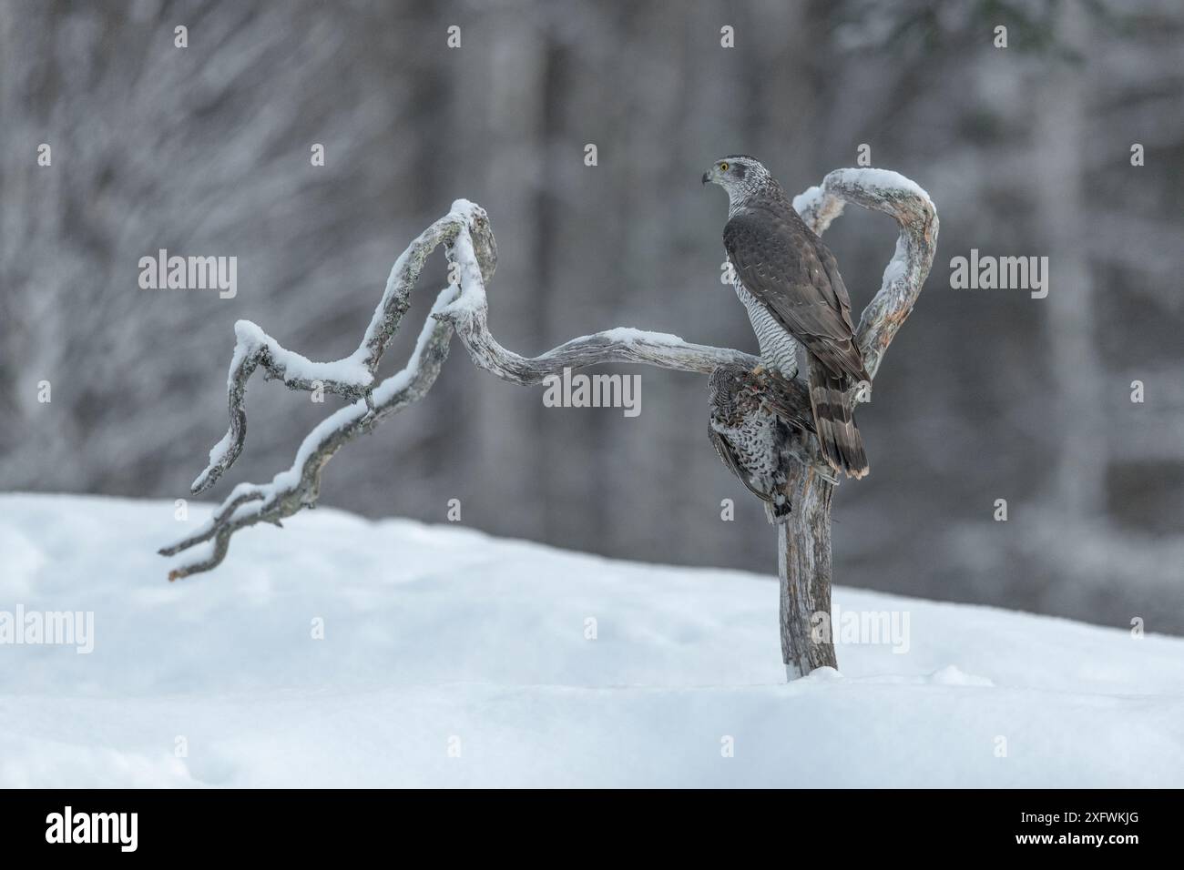 goshawk settentrionale (Accipiter gentilis) arroccato su Snag, Finlandia, marzo. Marzo Foto Stock