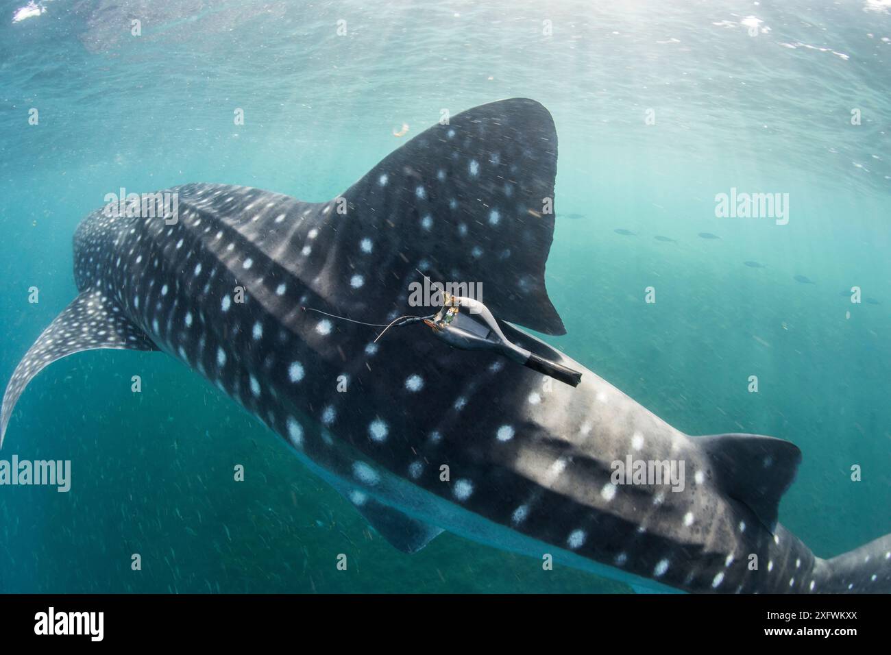 Squalo balena (Rhincodon typus) con tag satellitare, Golfo di Tadjourah, Gibuti. Dicembre 2017. Foto Stock