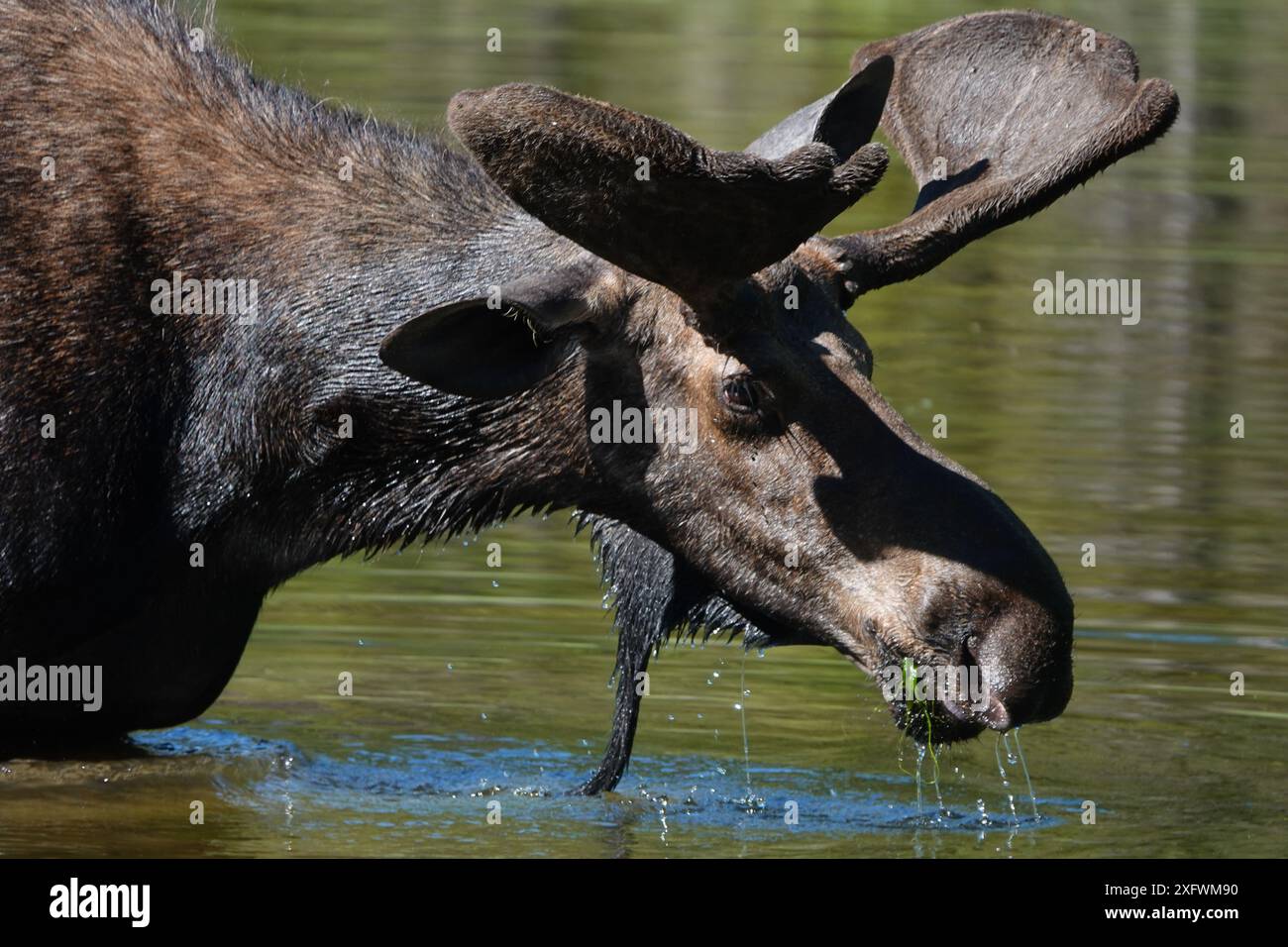 Alci che mangiano erba del laghetto Foto Stock