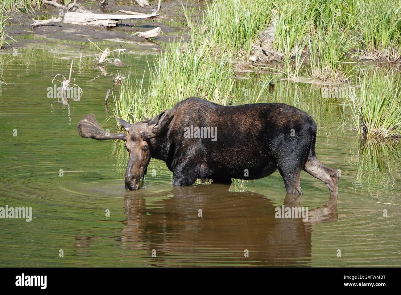 Alce maschio adulto nel lago Foto Stock