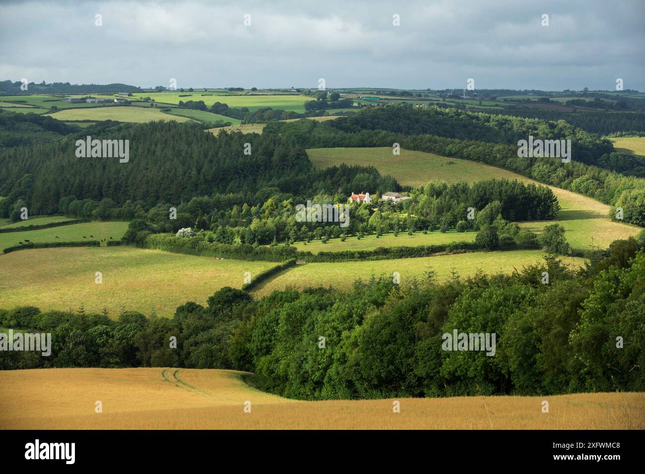 Campi con siepi e alberi, North Devon, Inghilterra, Regno Unito, luglio. Foto Stock