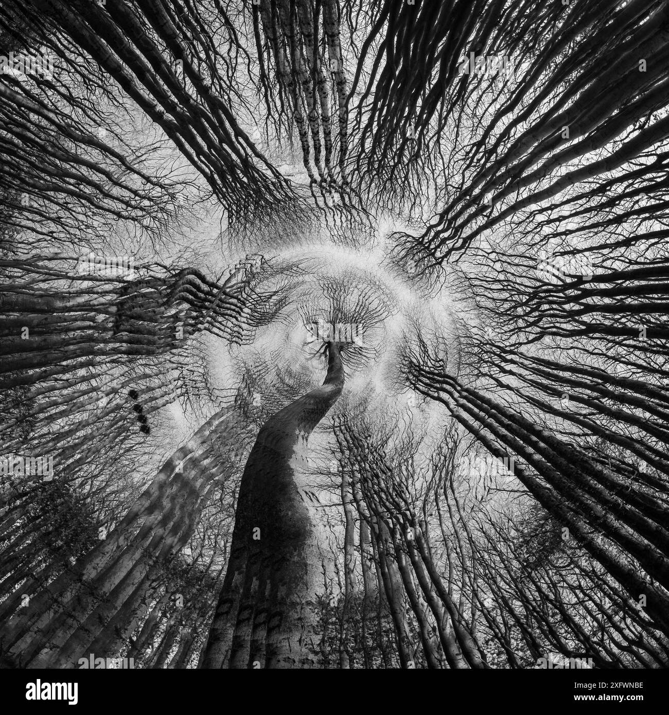 Vista astratta del baldacchino boschivo, Cranborne Chase, Ashmore, Dorset, Inghilterra, REGNO UNITO. Marzo 2016. Foto Stock