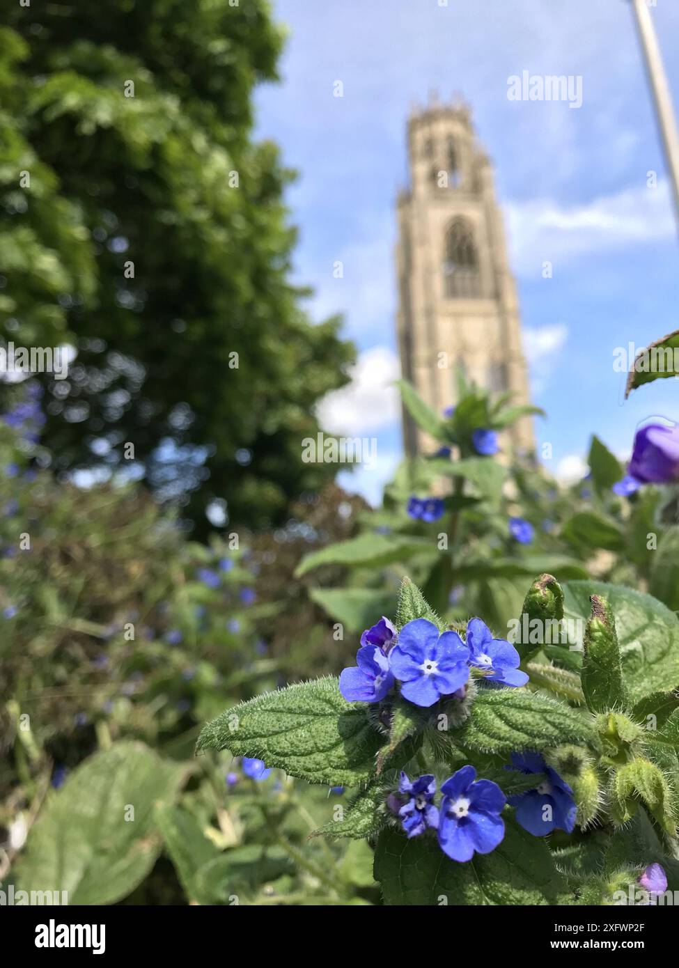 Primo piano di fiori blu con la torre Boston Stump morbida messa a fuoco sullo sfondo Foto Stock