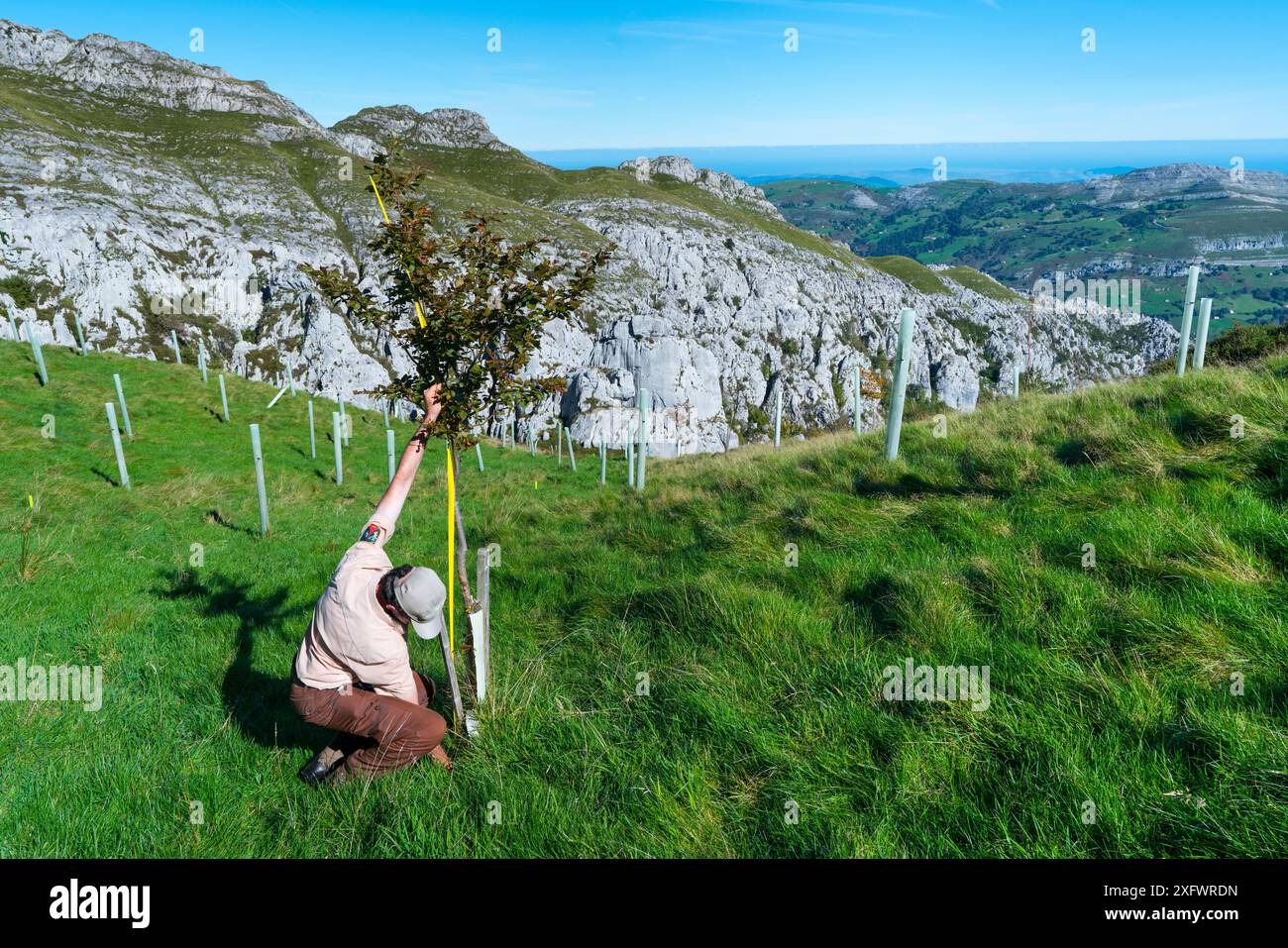 Imboschimento di alberi autoctoni, albero di misura dell'uomo, valle di Miera, Valles Pasiegos, Cantabria, Spagna. Ottobre 2017. Foto Stock