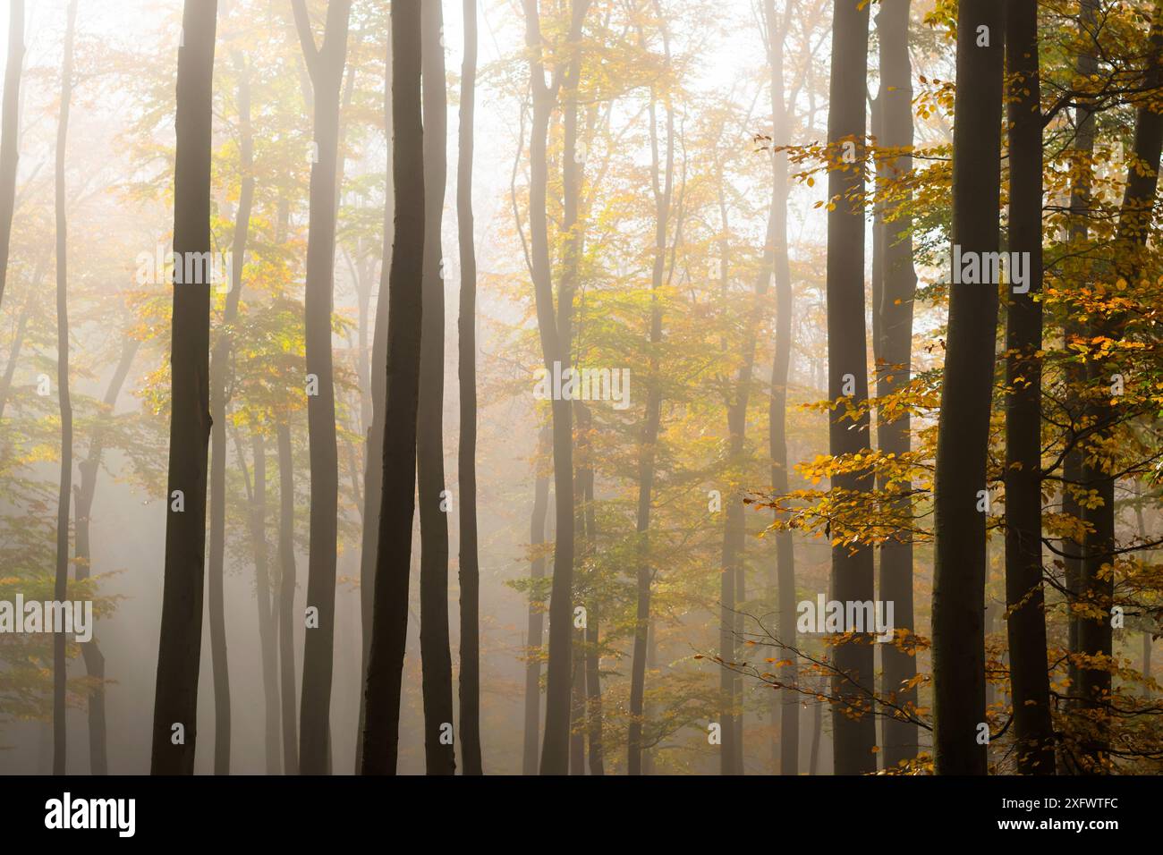 Giornata lunare con i raggi del sole nella foresta autunnale dei piccoli Carpazi, tavolozza di colori autunnali, sfumature di foglie arancioni e dorate, foresta di faggi Foto Stock