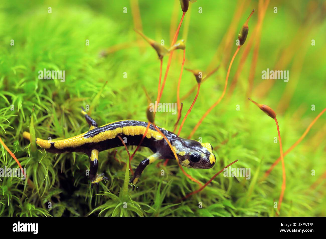 Salamandra (Salamandra salamandra) giovanile sul muschio, Parco naturale Saja Besaya, Saja, Cantabria, Spagna, agosto. Foto Stock