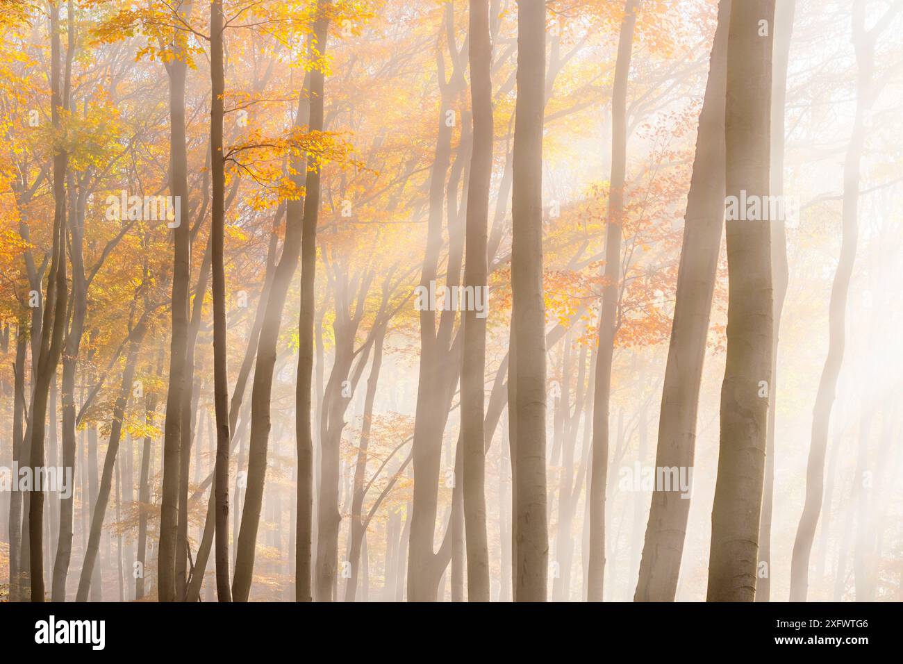 Incredibili raggi di sole nella foresta di faggi autunnali nei piccoli Carpazi, tavolozza di colori autunnali, sfumature di foglie arancioni e dorate, foresta di faggi Foto Stock