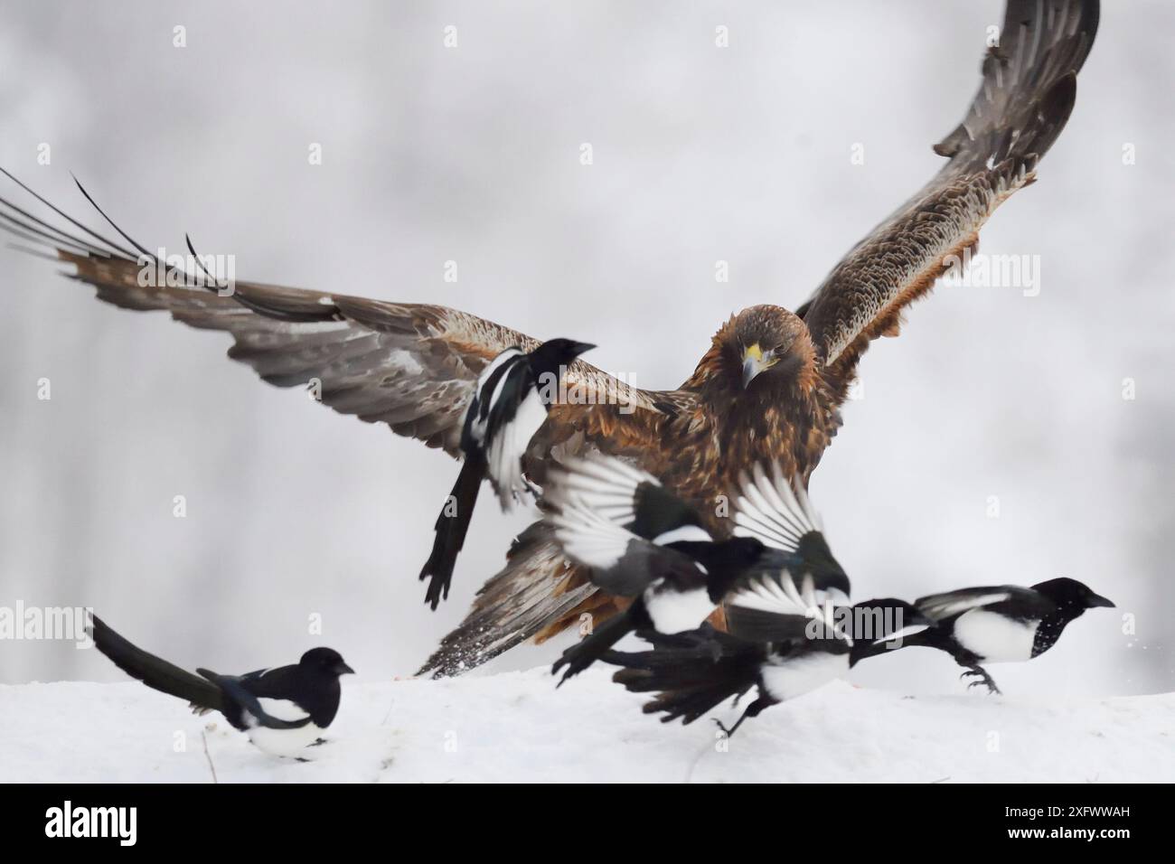 Aquila d'oro (Aquila chrysaetos) maschile in conflitto con il gruppo Magpie (Pica pica), Kalvtrask, Vasterbotten, Svezia. Dicembre. Foto Stock