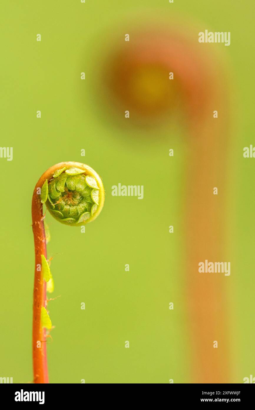 Felce dura (Blechnum spicant), uncurling frontale, Cornovaglia, Regno Unito. Aprile. Foto Stock